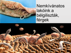 tabletta az emberi test parazita ellen parazita fertőzés az emberek kezelésében